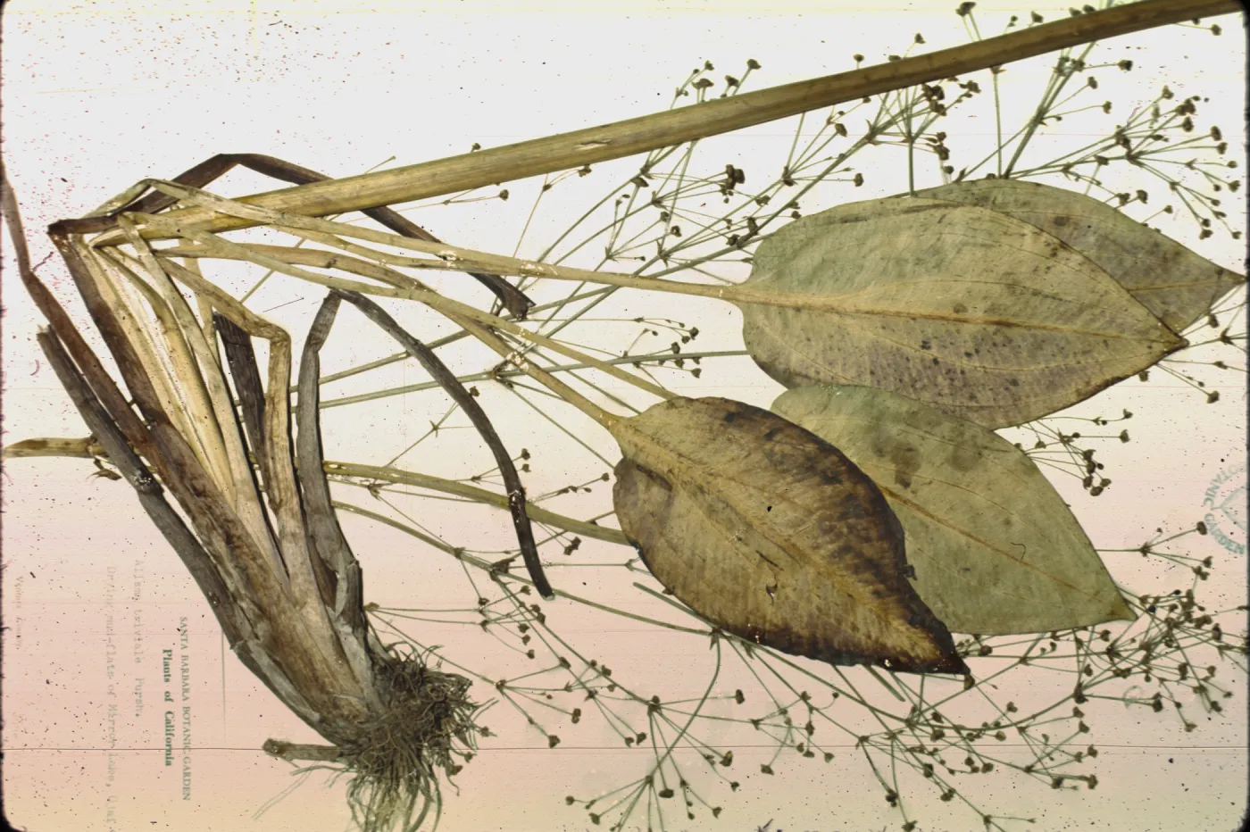 Alisma triviale, SBBG herbariium specimen