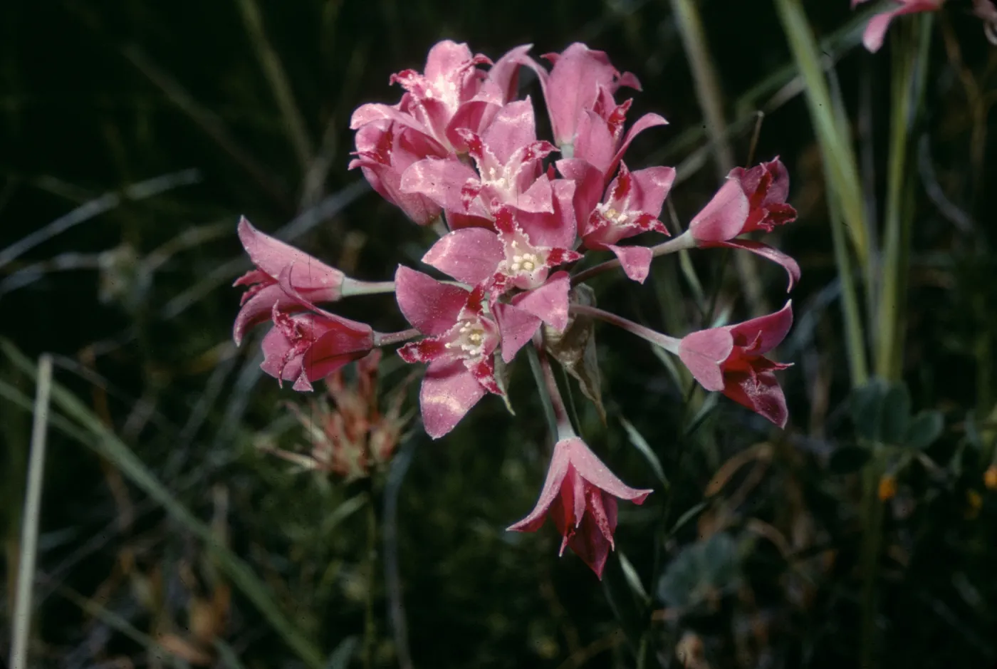 Allium crispum