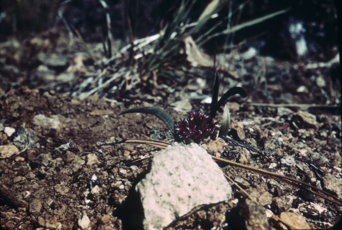 Allium falcifolium