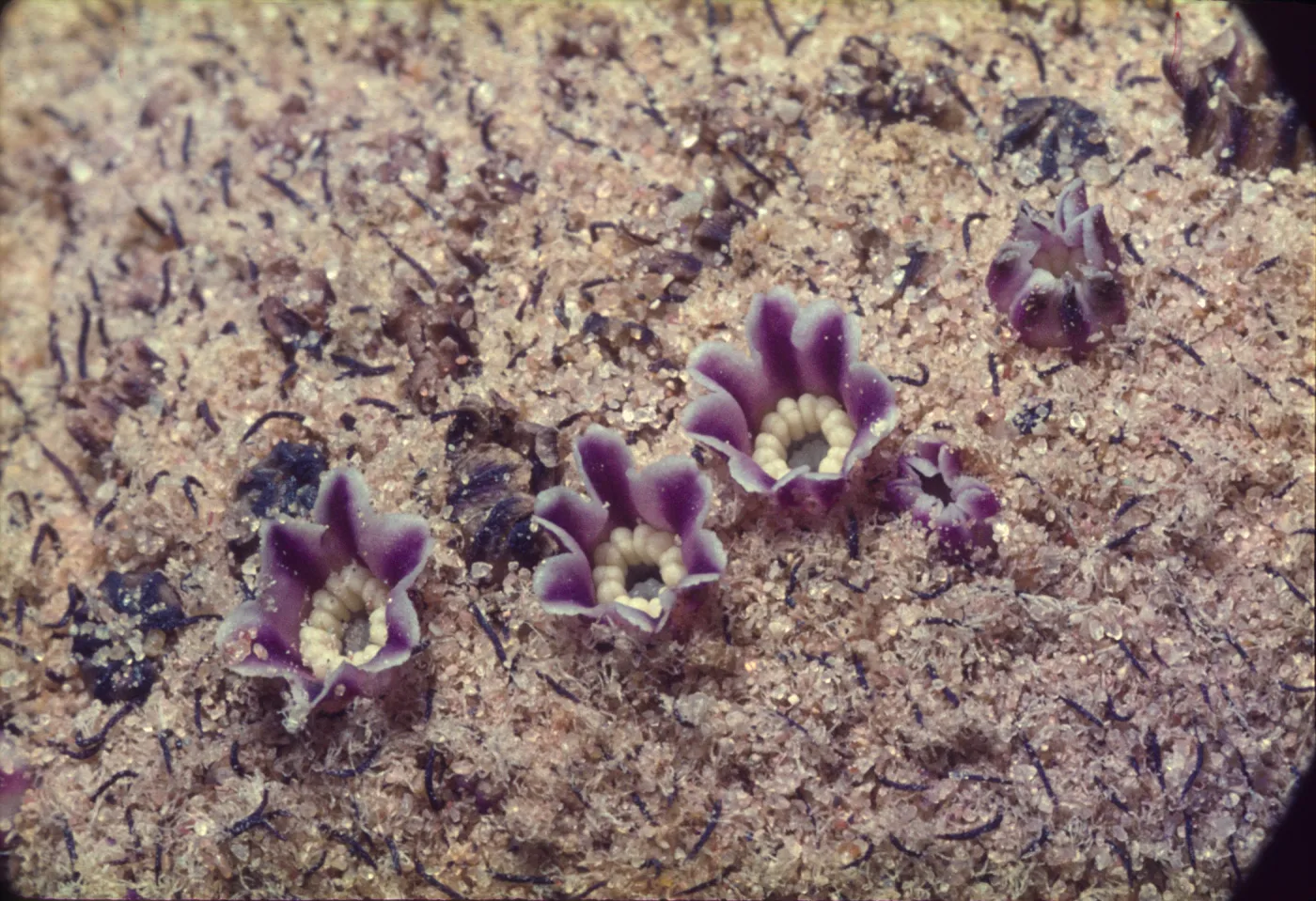 Ammobroma sonorae