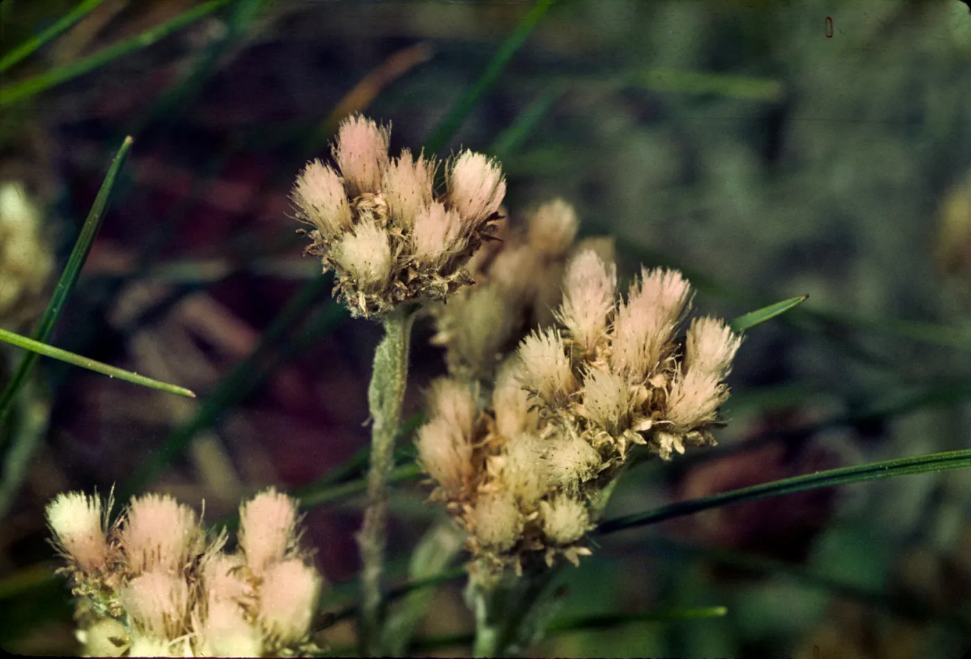 Antennaria alpina var. media