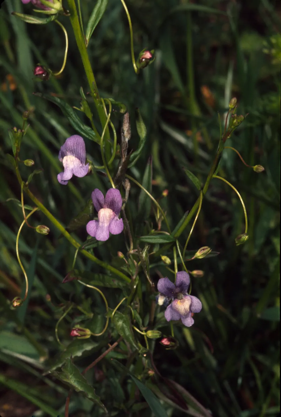 Antirrhinum kelloggii, in burn