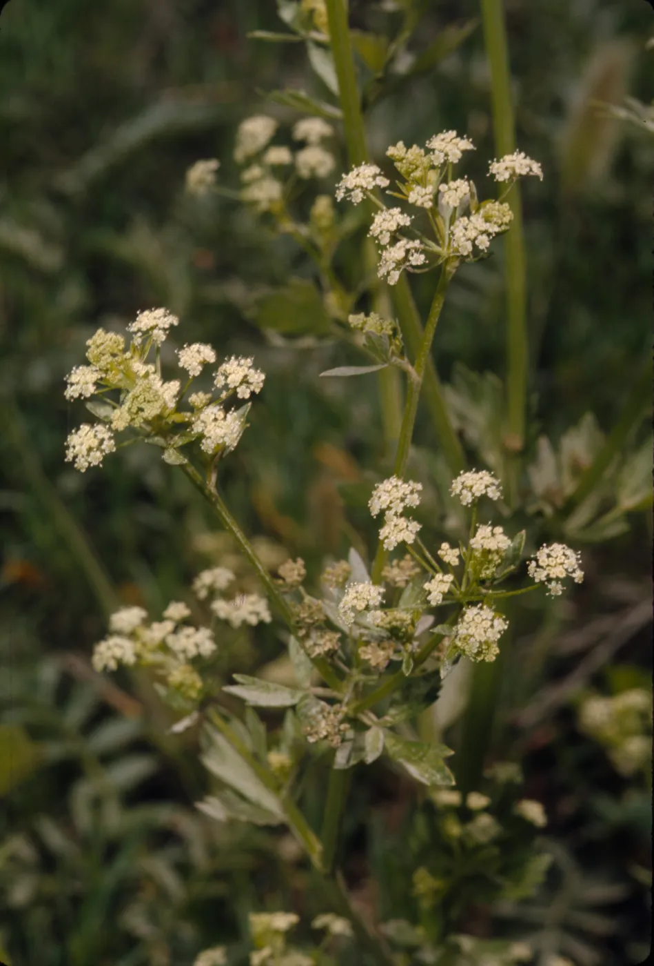 Apium graveolens