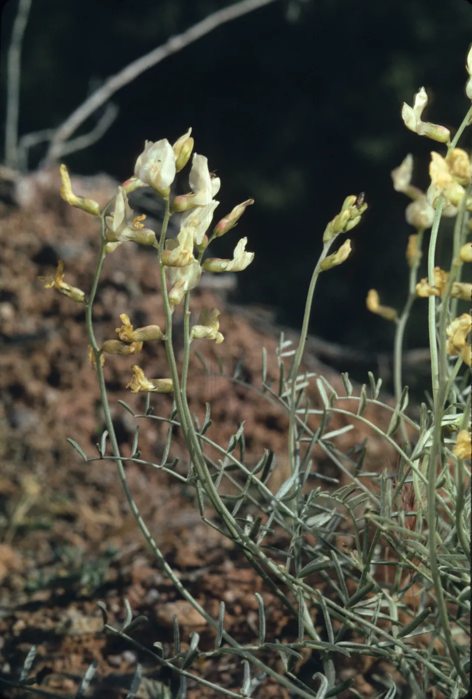 Astragalus pachypus