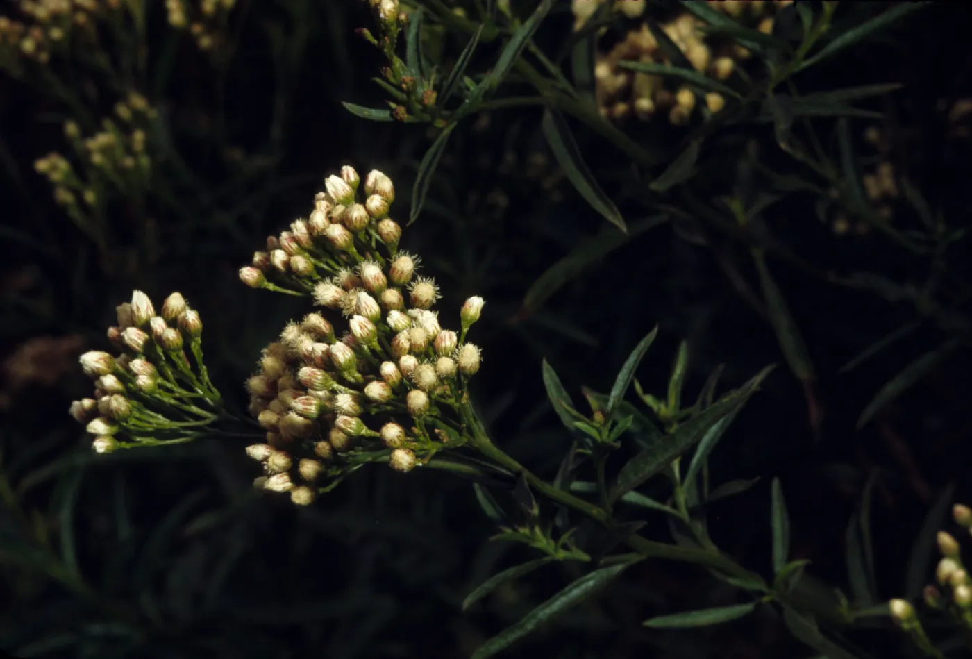 Baccharis douglasii