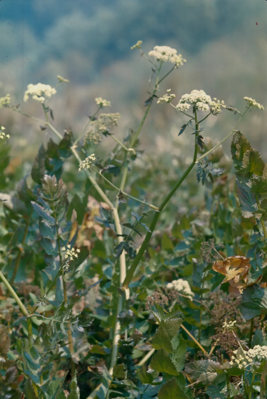Berula erecta