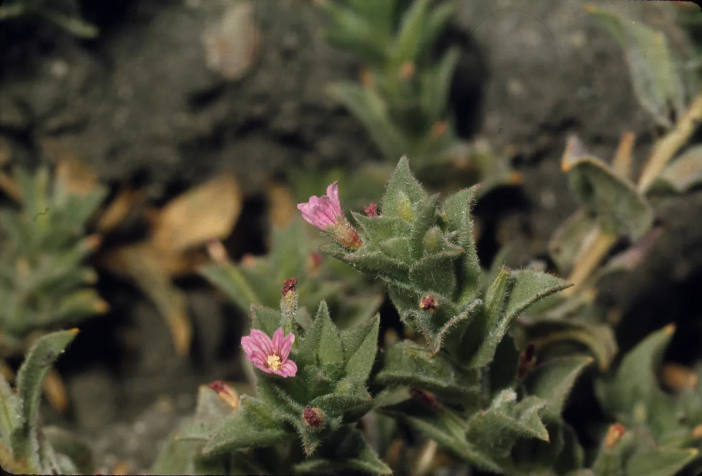 Boisduvalia glabella, in dried vernal pool