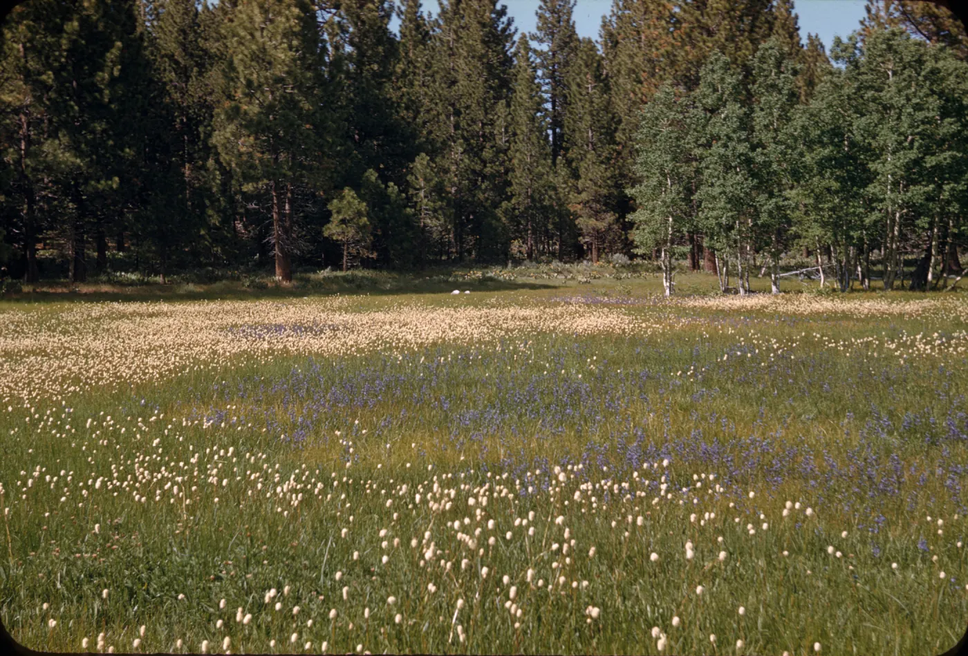 Polygonum bistortoides