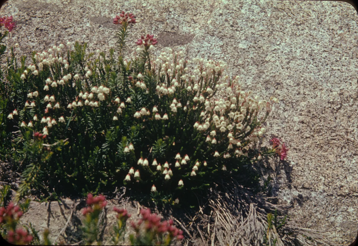 Cassiope mertensiana