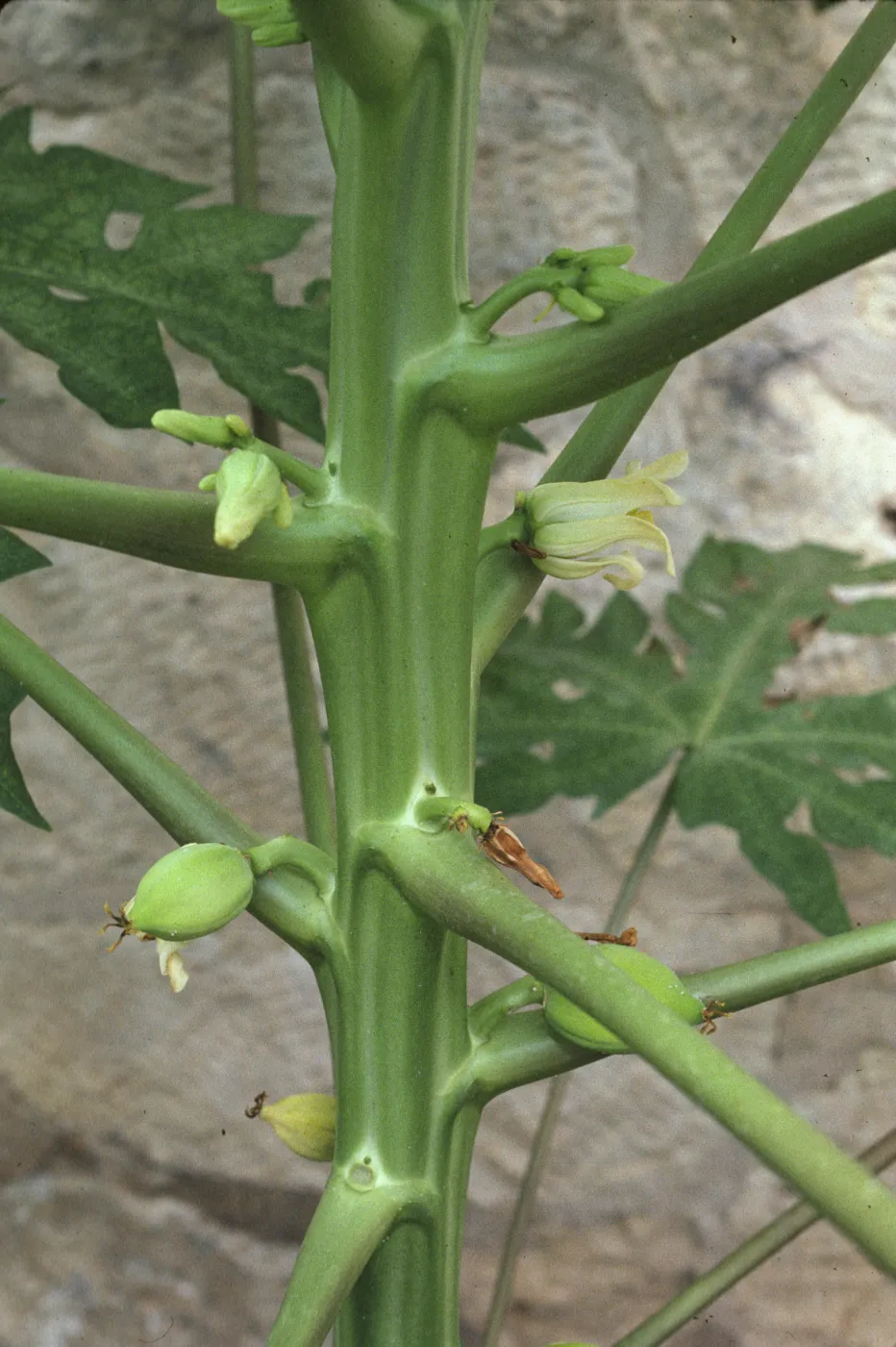 Carica 