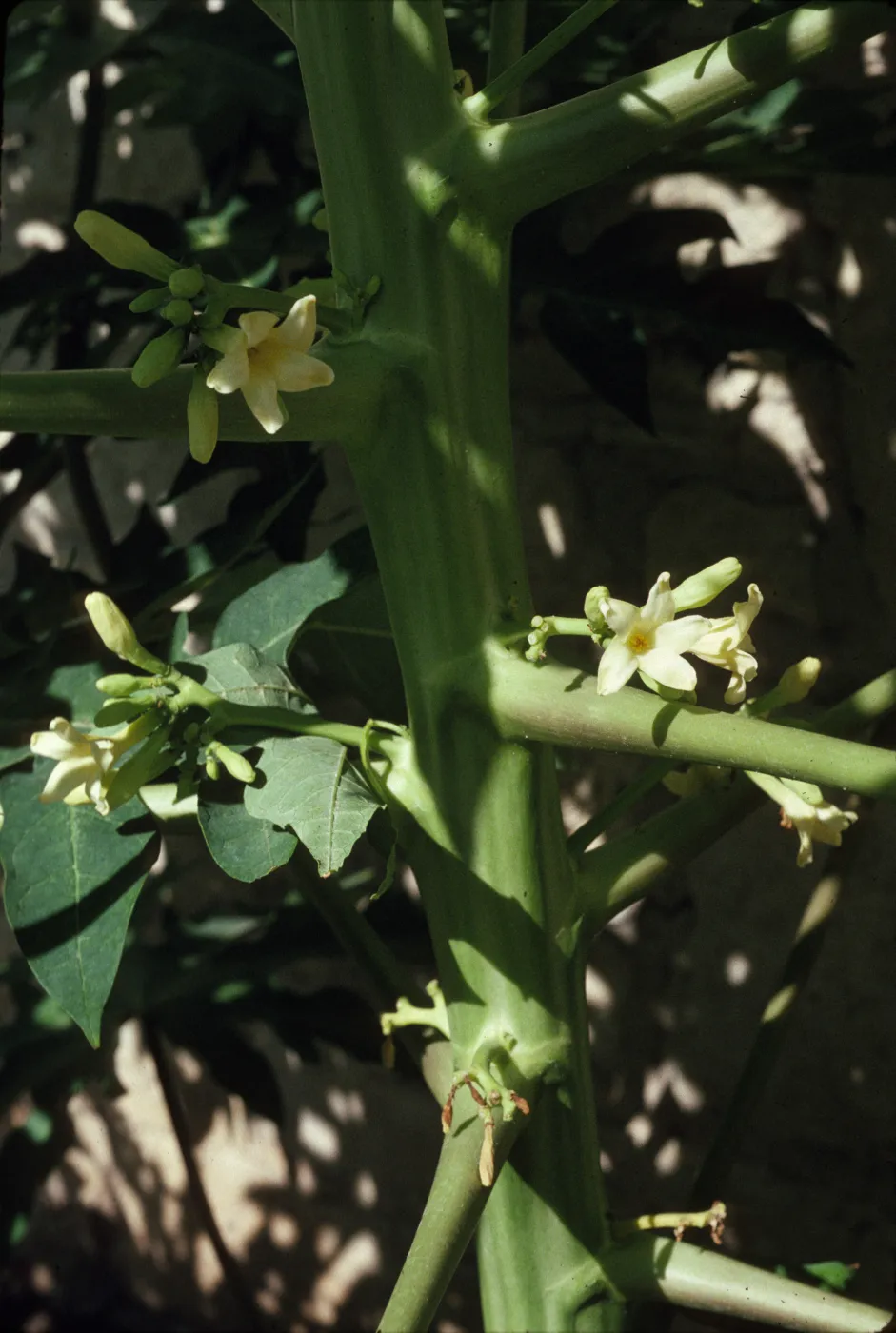 Carica 