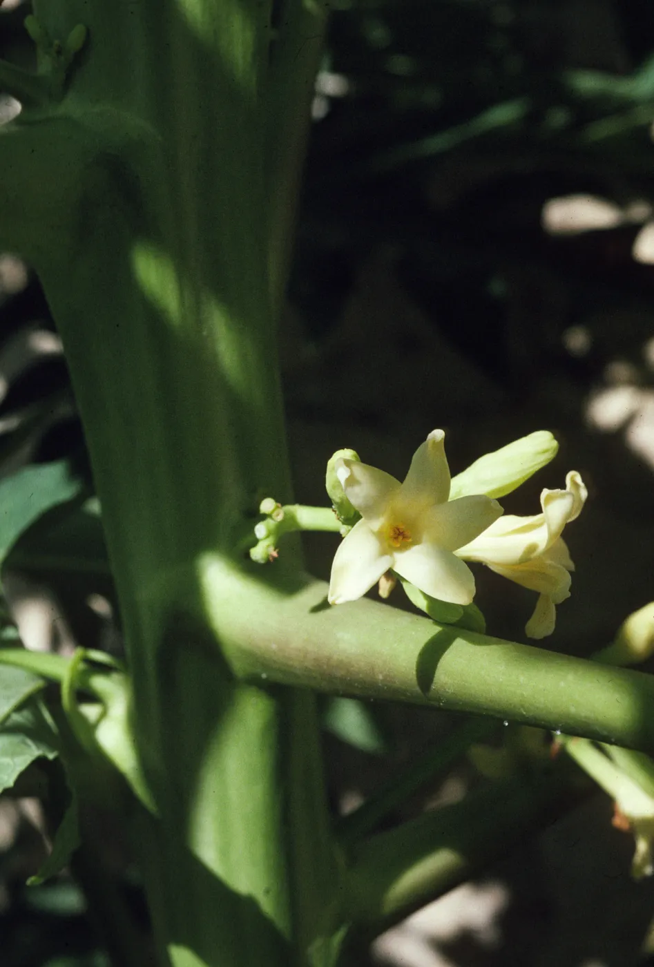 Carica 