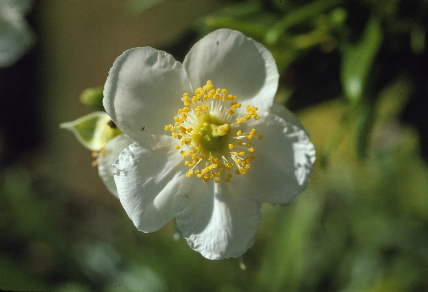 Carpenteria 
