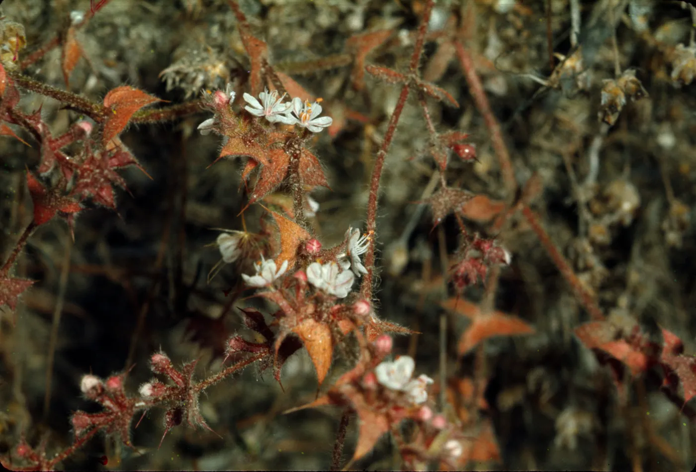 Chorizanthe californica
