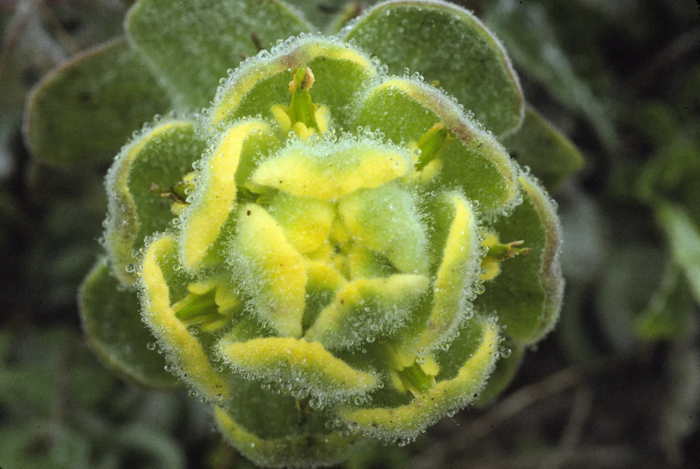 Castilleja mollis