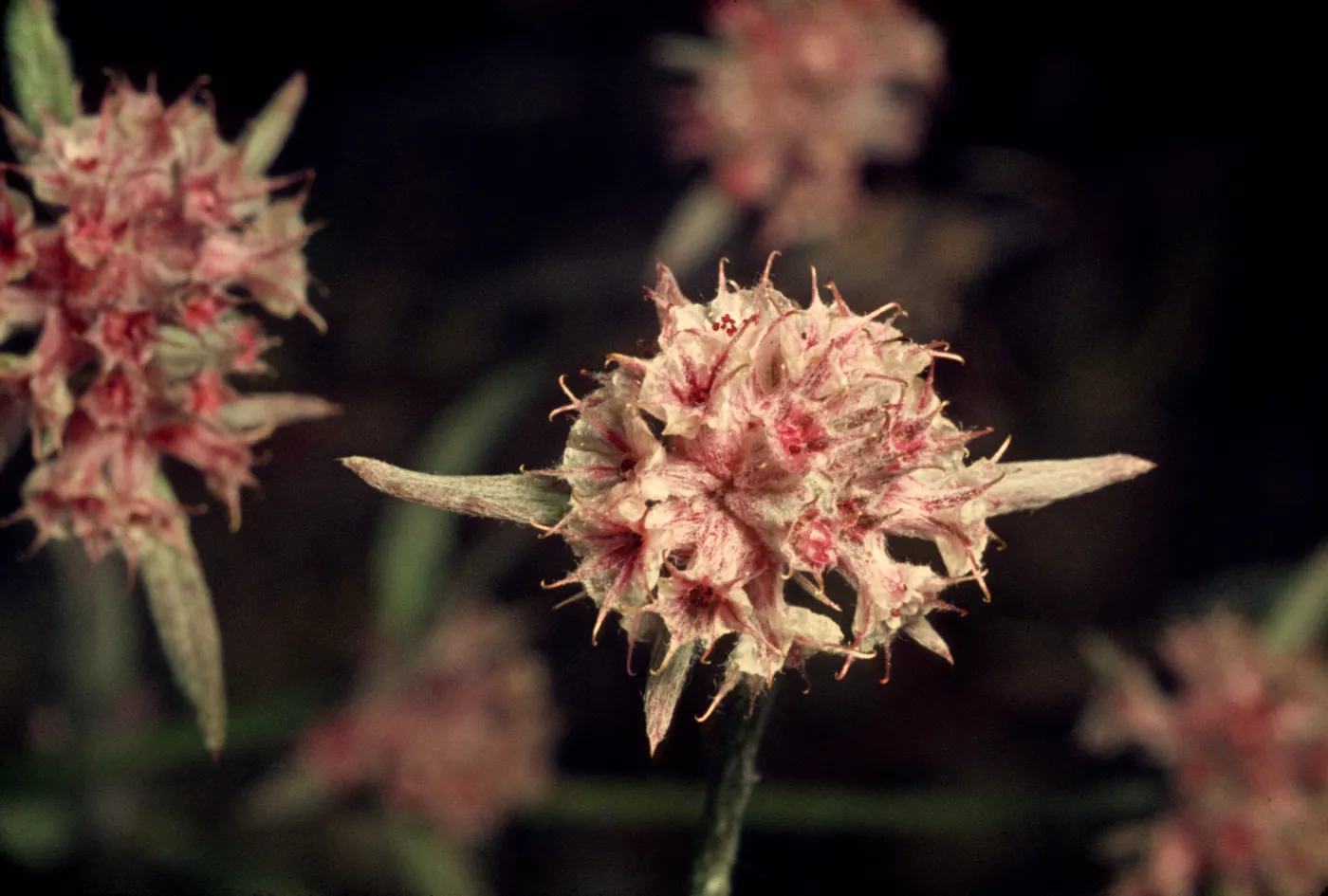 Chorizanthe membranacea