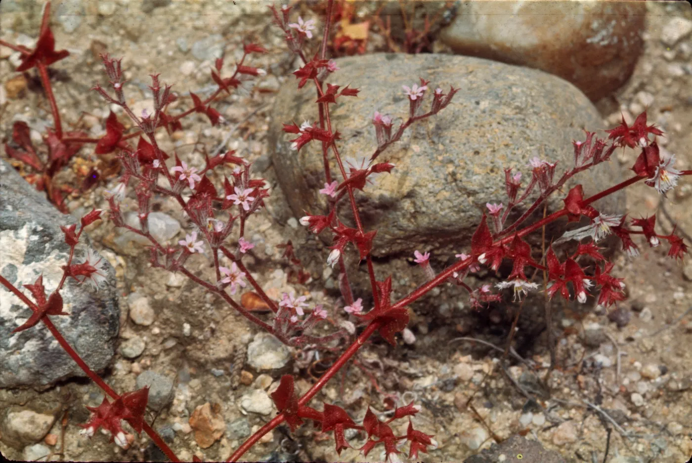Chorizanthe perfoliata