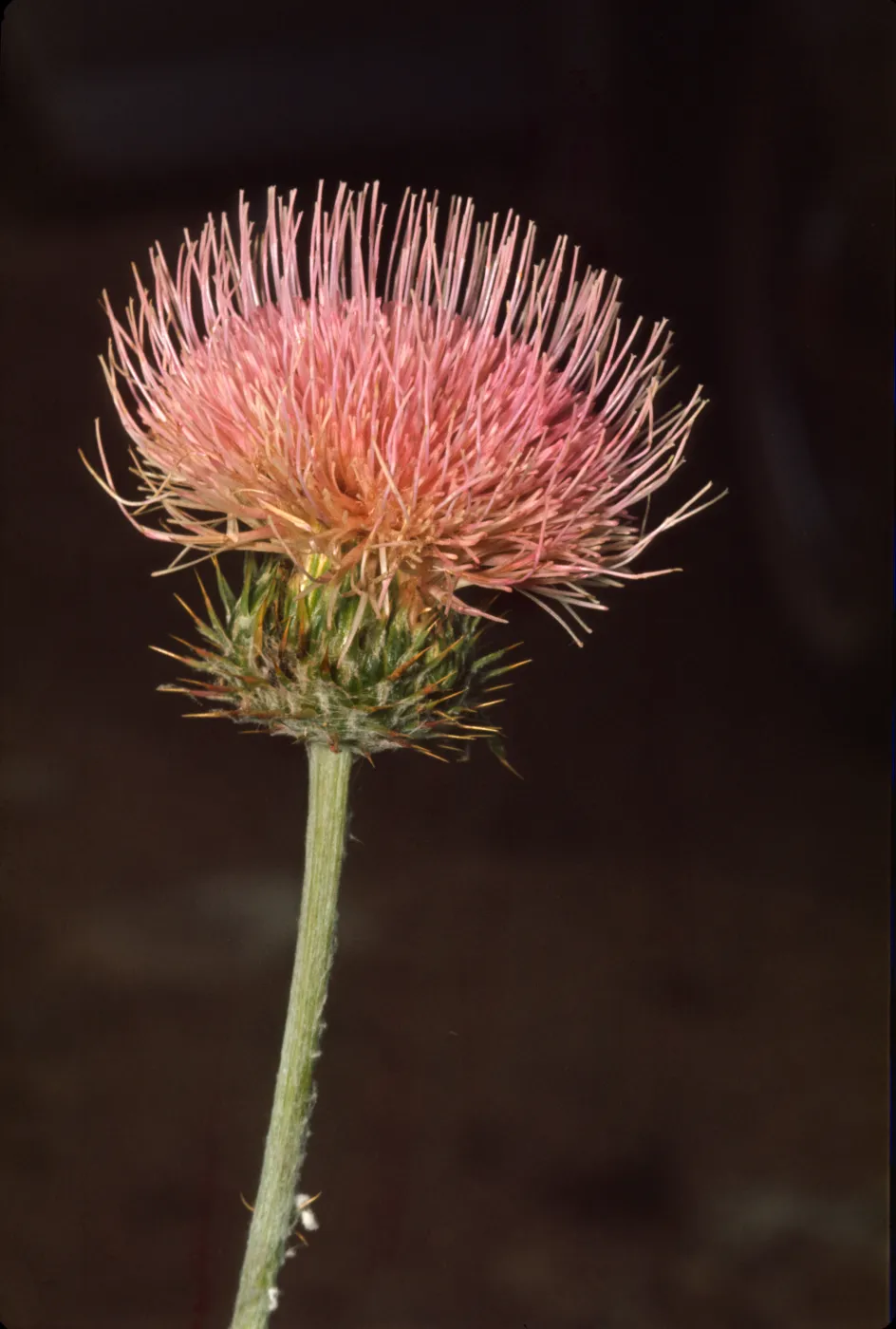 Cirsium californicum