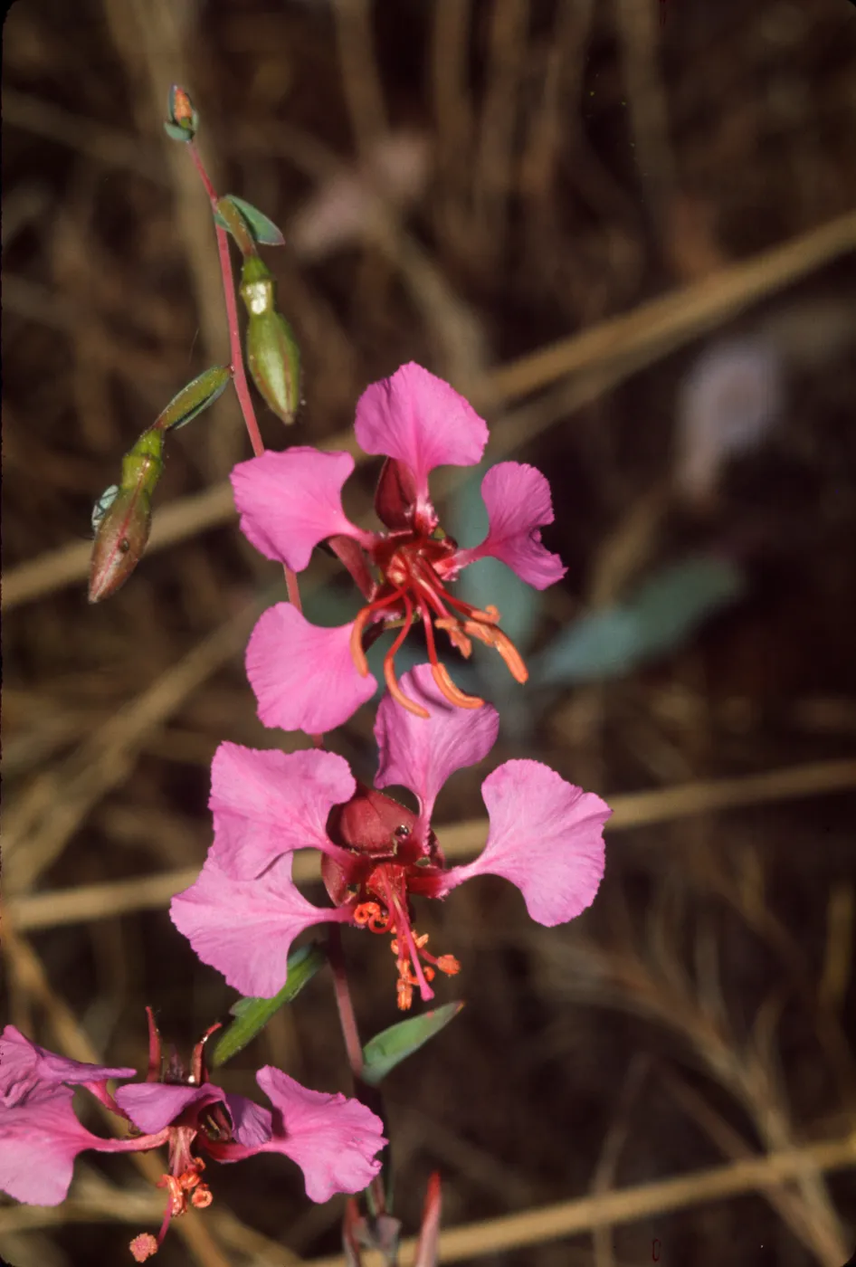 Clarkia rhomboidea