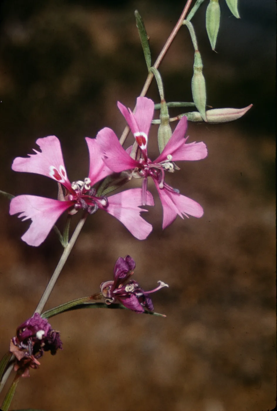 Clarkia xantiana