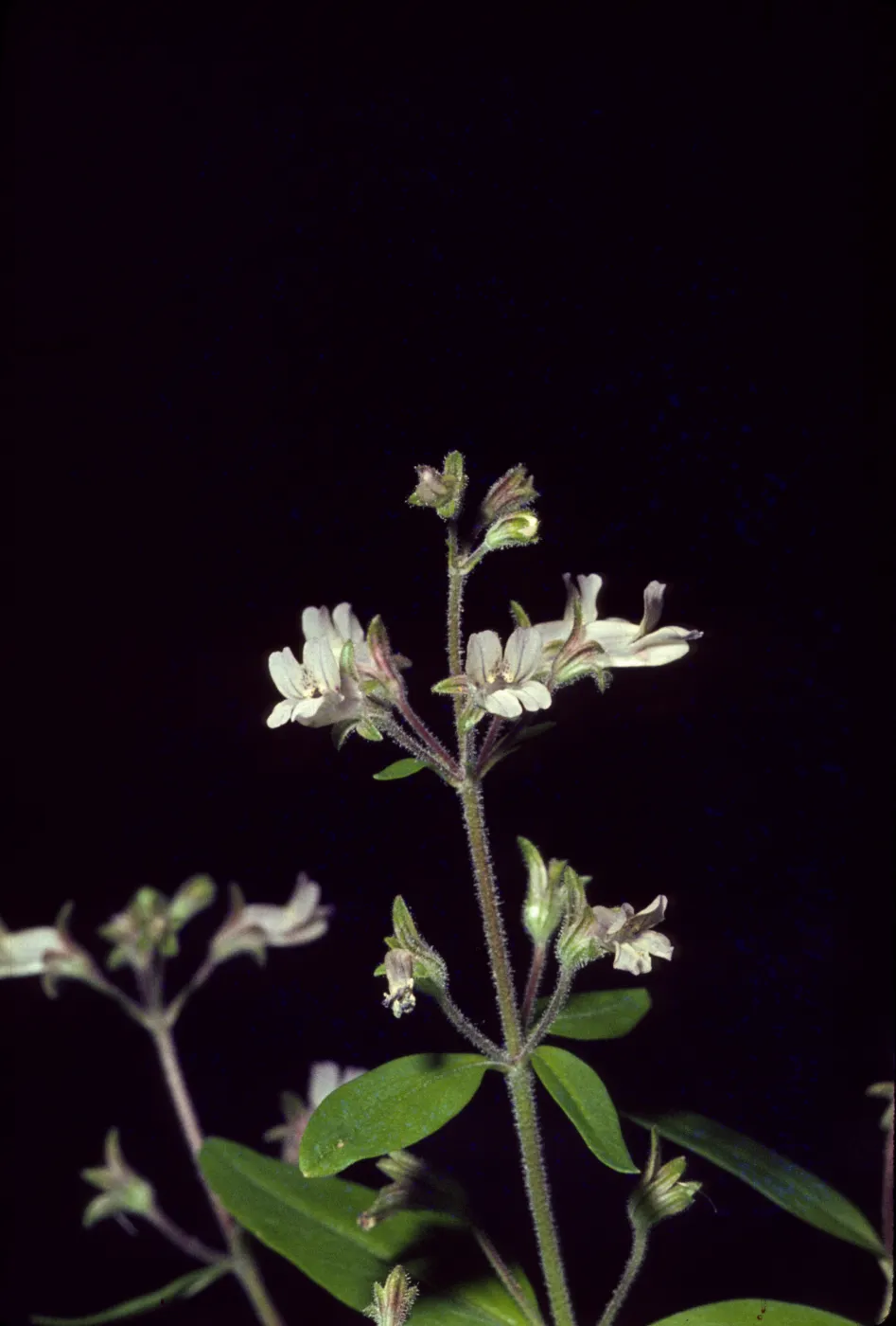 Collinsia bartsiifolia