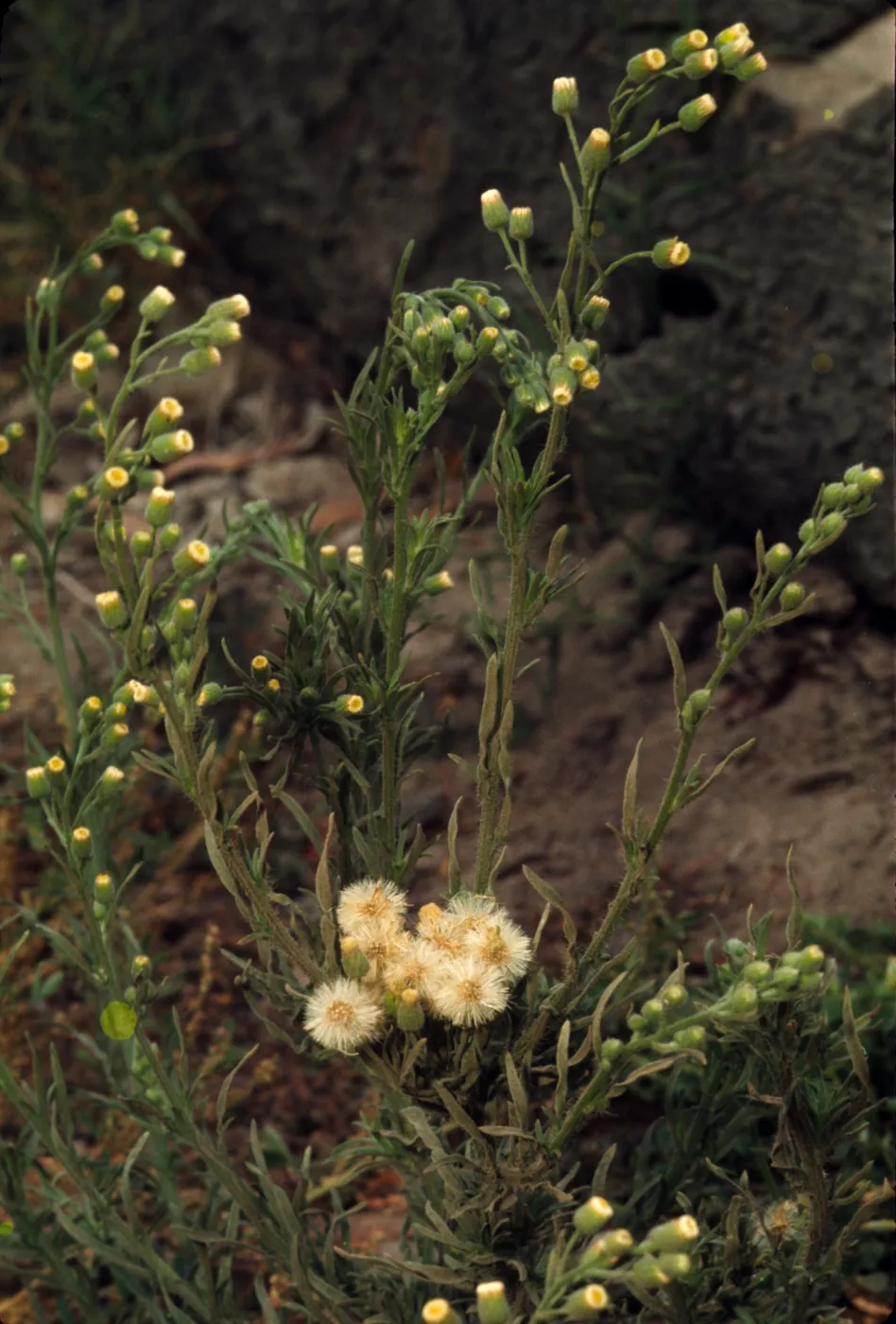 Conyza bonariensis