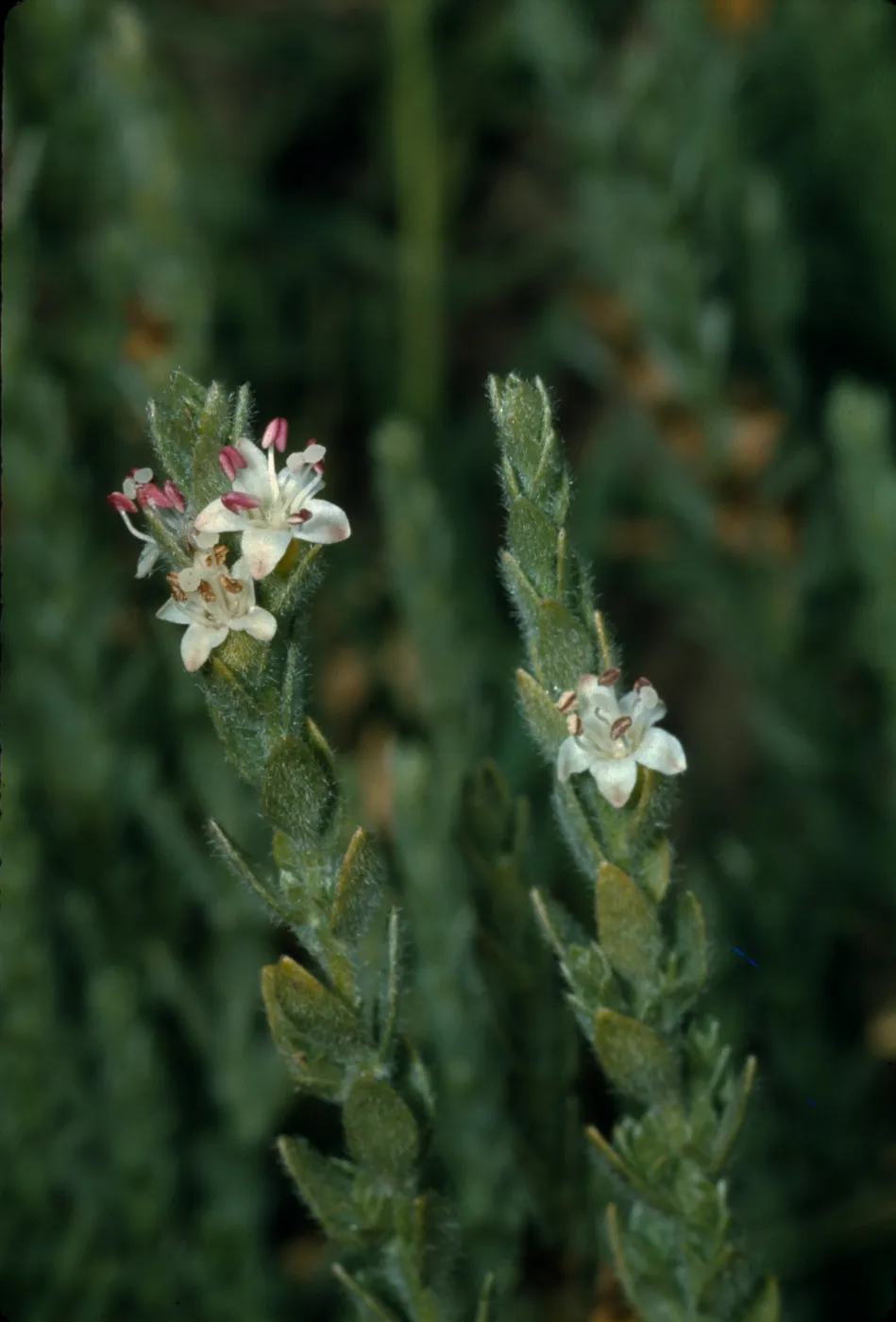 Cressa truxillensis var. vallicola