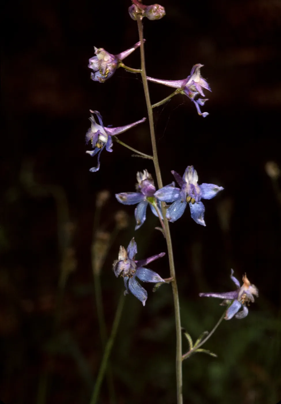Delphinium patens