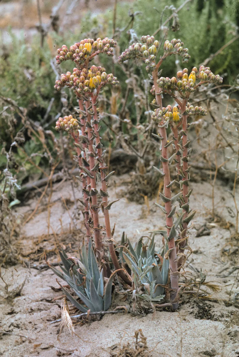 Dudleya caespitosa