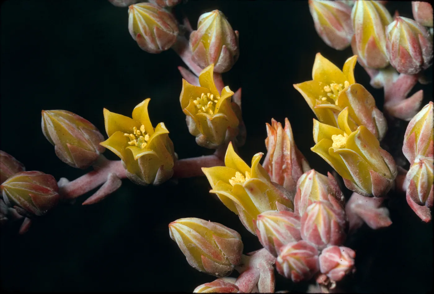 Dudleya caespitosa