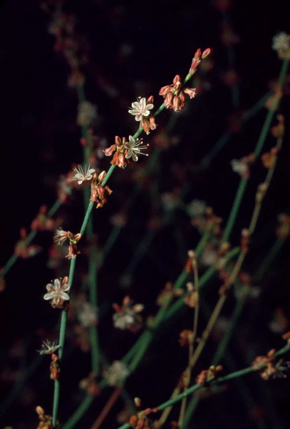 Eriogonum gracile var. cithariforme, Eriogonum davidsonii