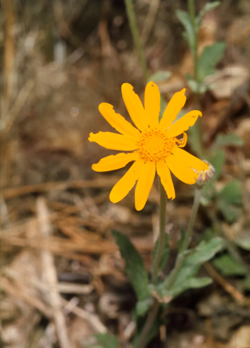 Eriophyllum lanatum var. obovatum