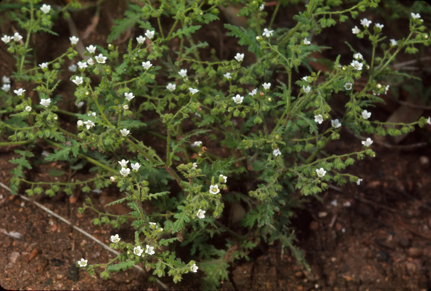 Eucrypta chrysanthemifolia