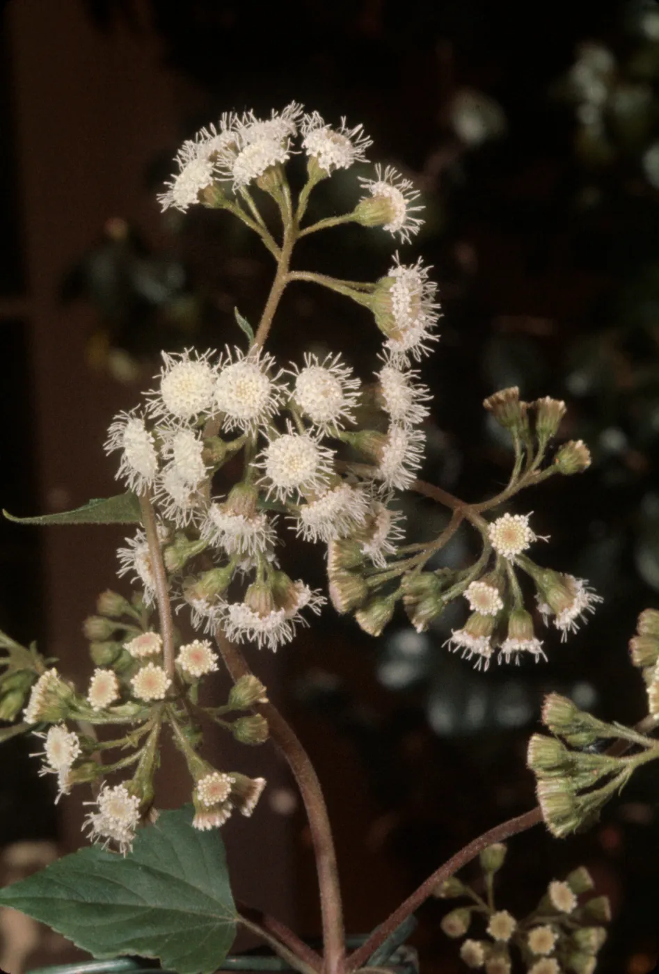 Eupatorium adenophorum