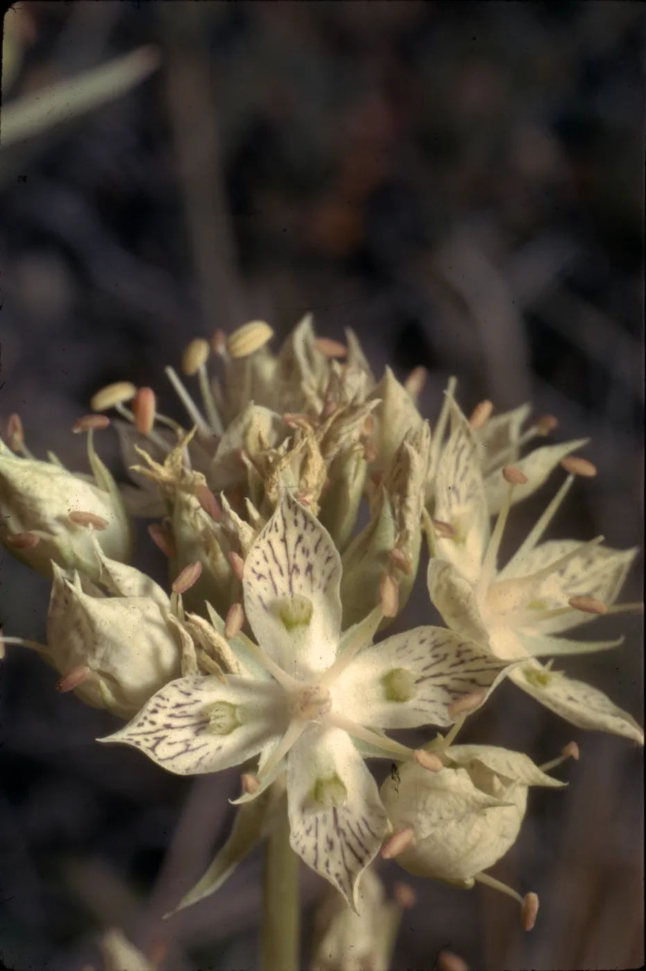 Frasera neglecta