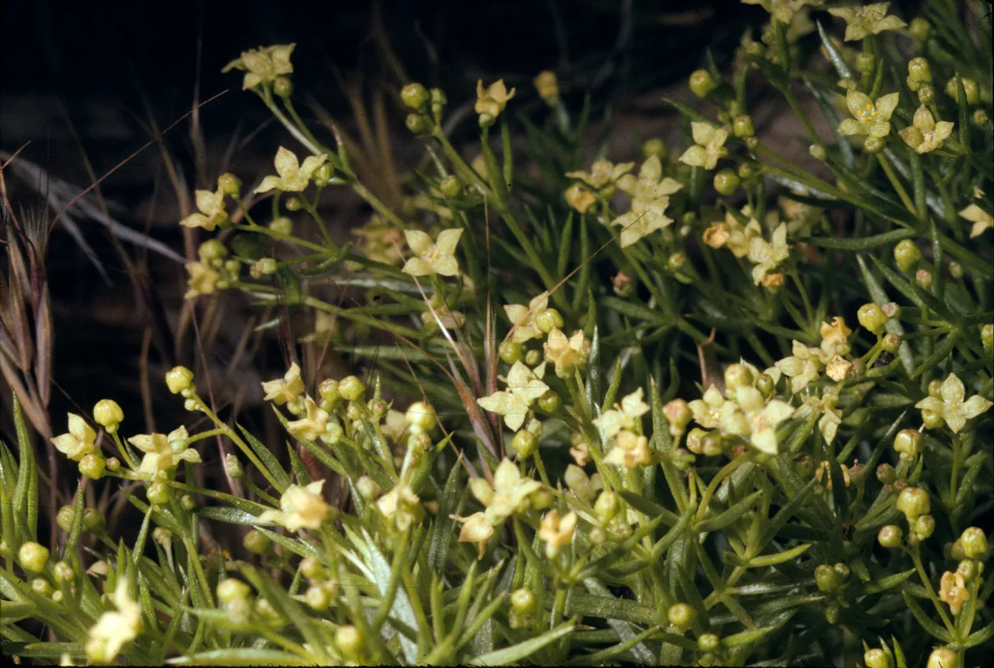 Galium andrewsii