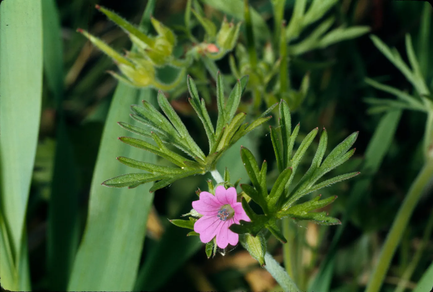 Geranium dissectum
