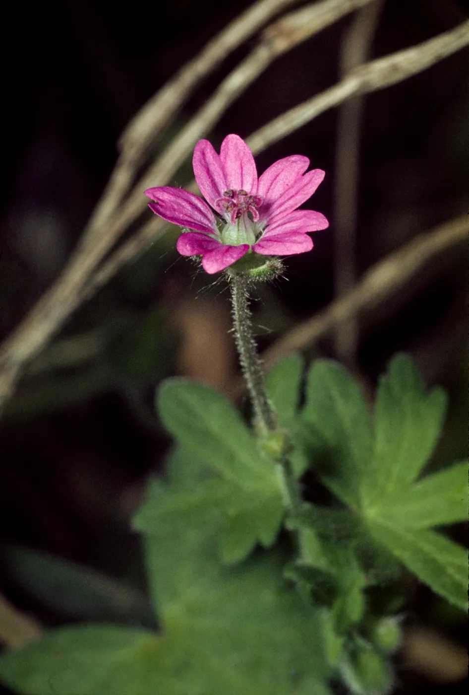 Geranium molle