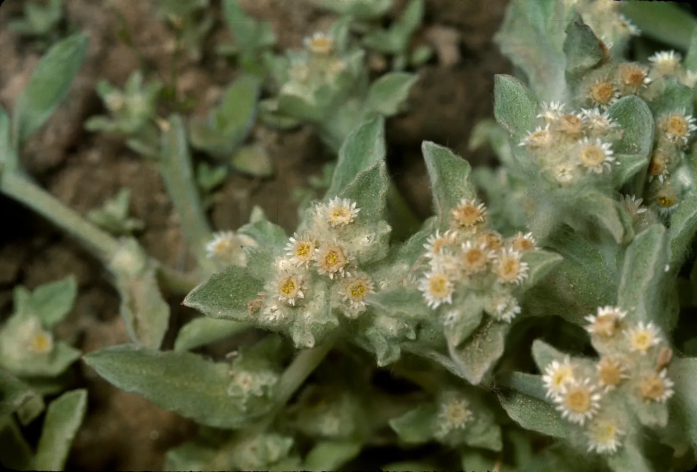 Gnaphalium palustre