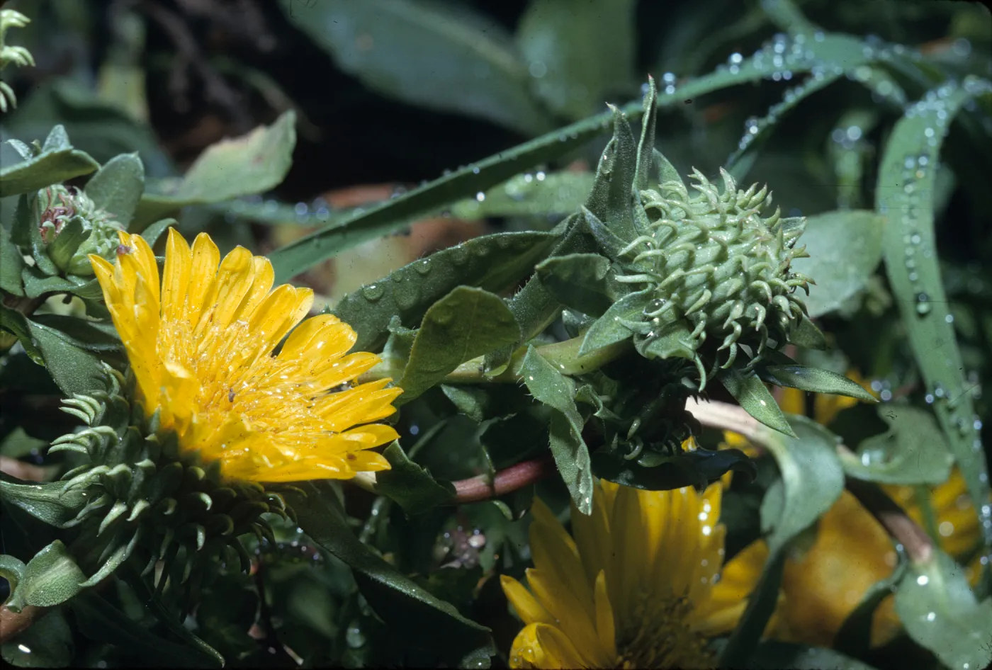 Grindelia latifolia