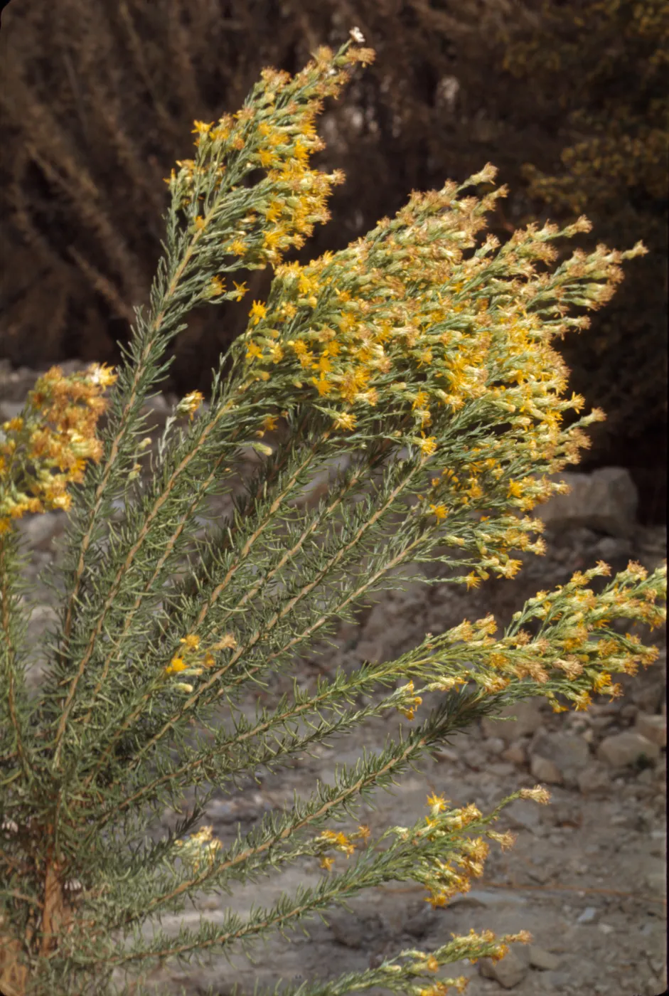 Haplopappus ericoides ssp. blakei
