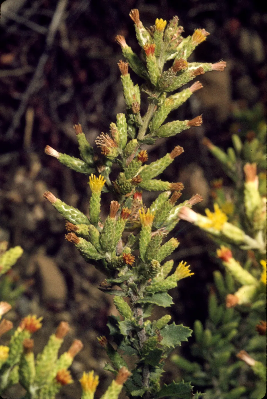 Hazardia squarrosa