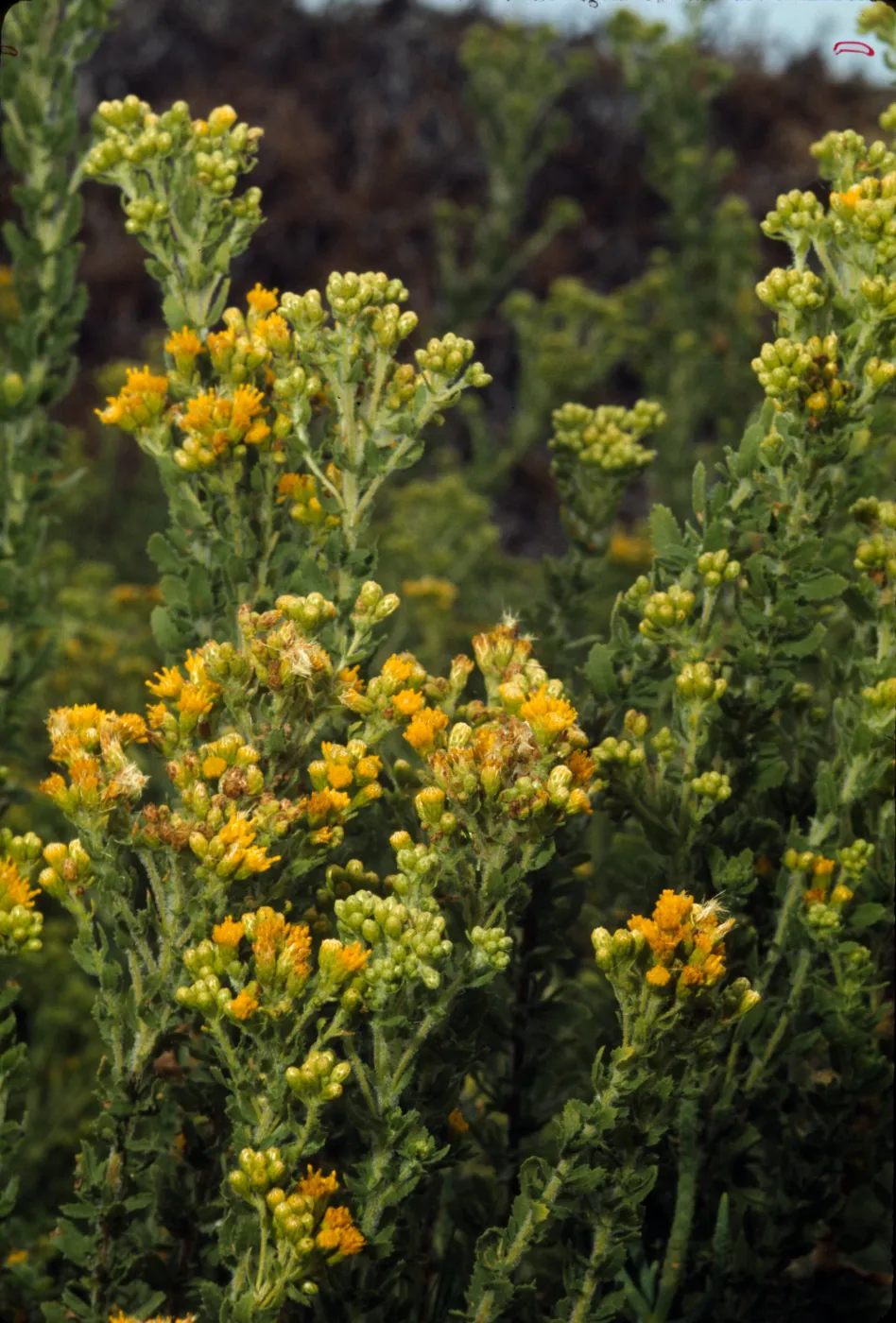 Isocoma menziesii