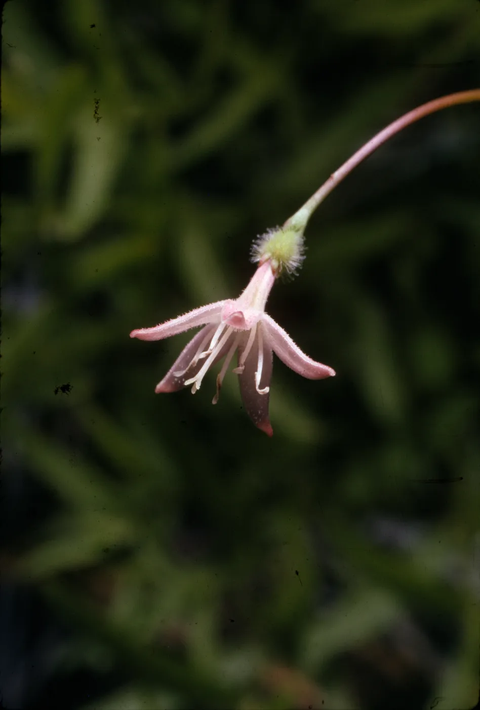 Kelloggia galioides