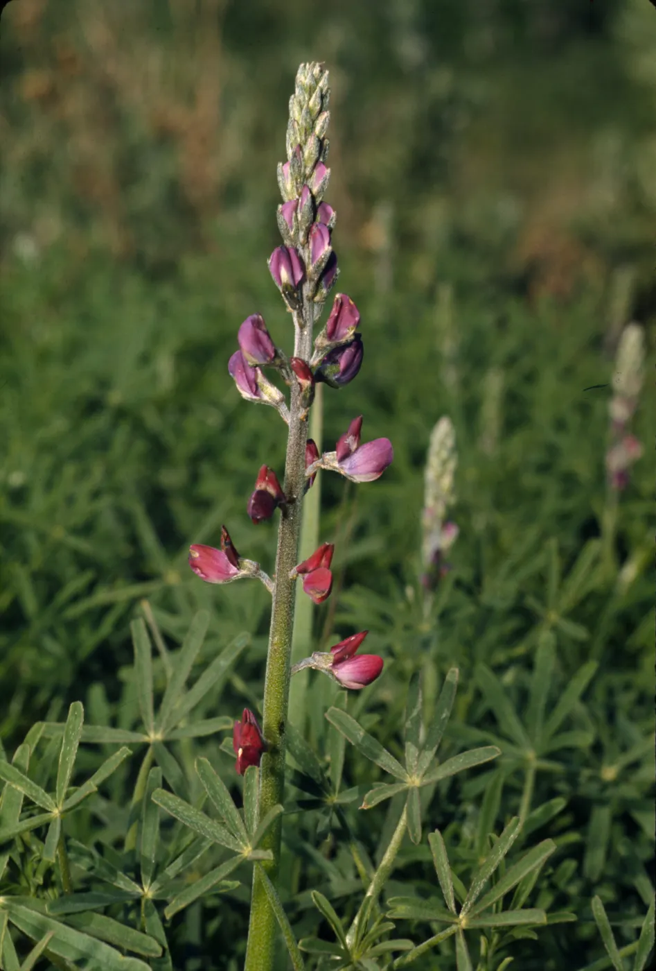 Lupinus truncatus