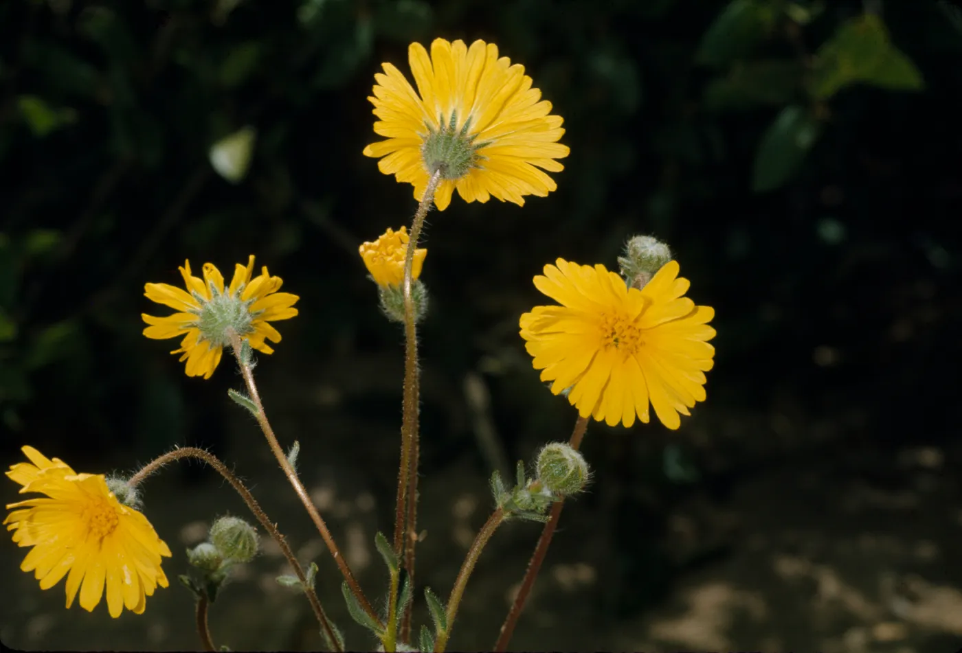 Madia elegans ssp. wheeleri