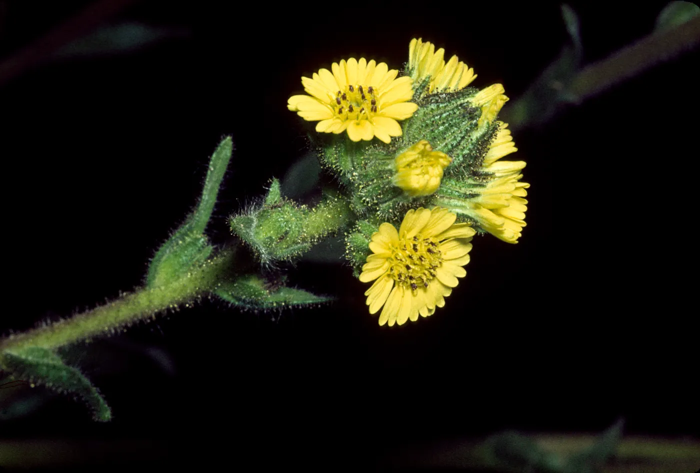 Madia sativa