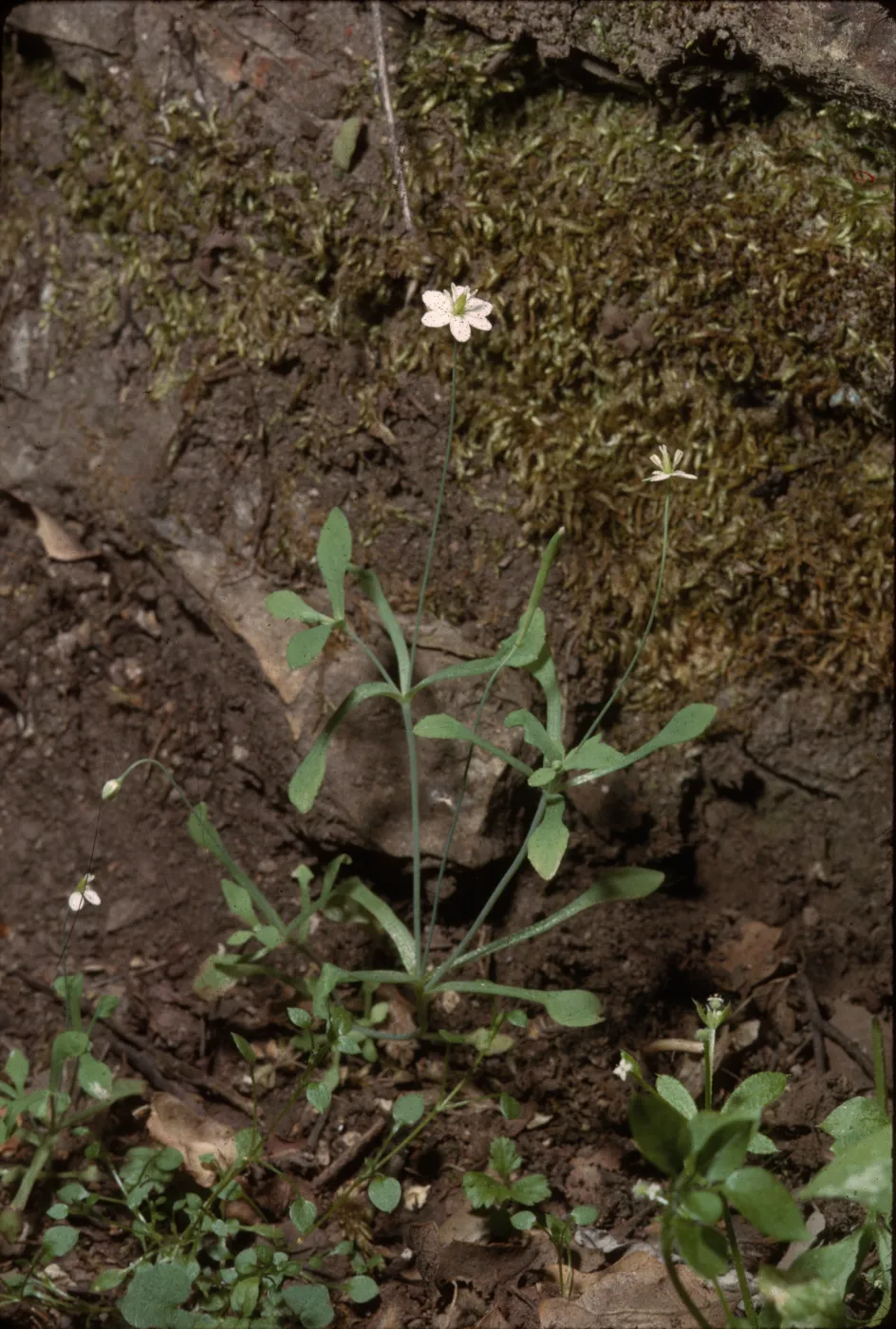 Meconella oregana var. denticulata