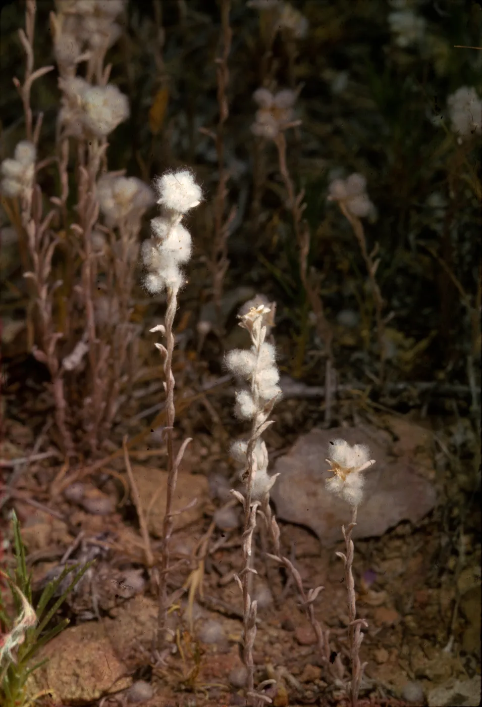 Micropus californicus