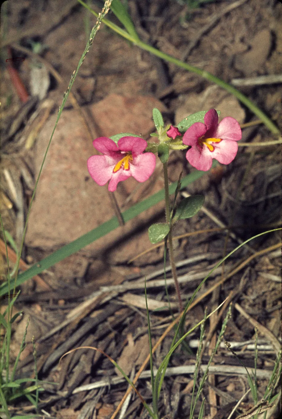 Mimulus torreyi